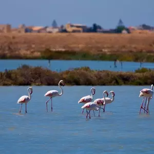 Global Birdwatching Destinations