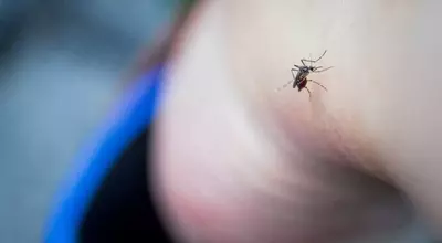 Unveiling Unexpected Strategies to Deter Mosquitoes