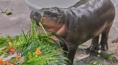 Moo Deng, the Pygmy Hippo, Celebrates First Birthday with Global Fanfare