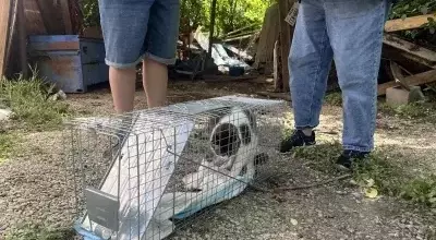 Hope Amidst the Havoc: Volunteers Unite to Reunite Pets with Owners After Devastating Texas Floods