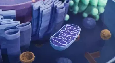 Breakthrough Genetic Technique Prevents Inherited Mitochondrial Diseases