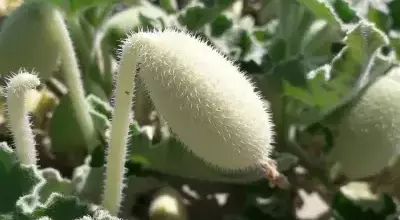 Unveiling the Explosive Seed Dispersal of the Squirting Cucumber