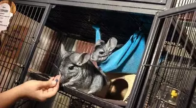 Creature Comforts: Animals as Unique Bookstore Companions