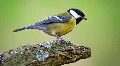 Avian Relationships: The 'Divorce' Phenomenon in Great Tits