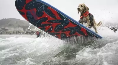 Canine Conquerors of the Waves: A Dive into the World Dog Surfing Championships