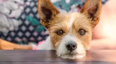 Decoding Your Dog's Sighs: What Experts Say About Canine Communication