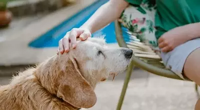 The Efficacy and Safety of Dry Shampoo for Canine Companions