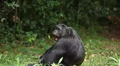 Chimpanzee's Diet of Fermented Fruit Offers Clues to Human Alcohol Affinity