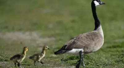 The Amazing Journey of Geese: Migration and Survival