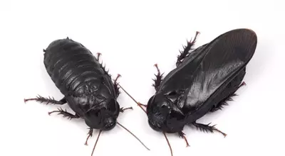 Cockroaches Show Evidence of Long-Term Pair Bonding Through Unique Ritual