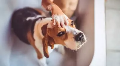 Spring Pet Care Essentials: A Comprehensive Guide to Your Pet's Hygiene