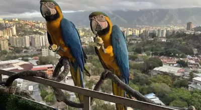 Caracas' Vibrant Macaws Face Habitat Loss Amid Urban Renewal