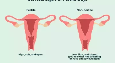 Understanding Your Cervix: A Guide to Self-Examination