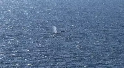 Timmy, the Humpback Whale, Returns to the Ocean After Weeks of Stranding