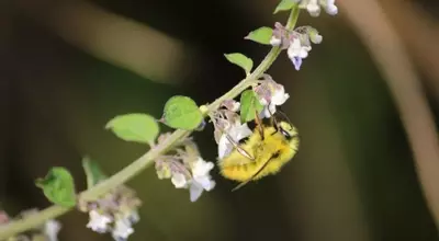 The Vital Role of Pollinators: Enhancing Human Health and Economic Stability