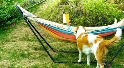 Summer Reading: Dog-Themed Books for All Ages