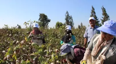 Egyptian Cotton: Weaving a Future of Traceability and Sustainability