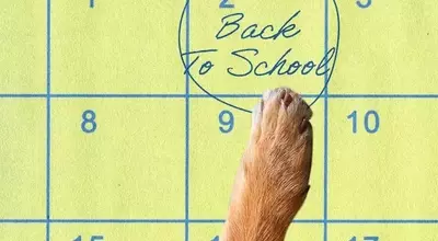 Preparing Your Canine Companion for the Back-to-School Transition