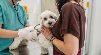 Recognizing Urgent Pet Health Issues: When to Seek Emergency Veterinary Care