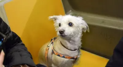 Canine Companions: Dogs Navigating the NYC Subway