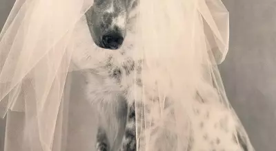 A Whimsical Canine Wedding: Revisiting 'Puppy Love' from Vogue's 1998 Archives