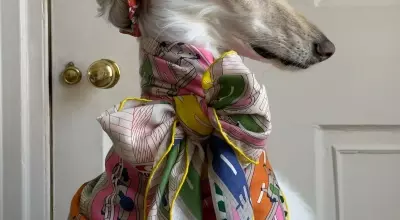 Samantha: The Afghan Hound Redefining Canine Chic