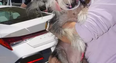 The Charm of the Unconventional: Celebrating the World's Ugliest Dogs