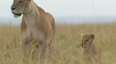 National Geographic's "Lion" Chronicles a Cub's Remarkable Journey