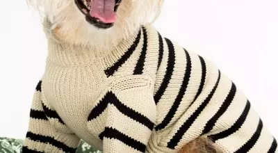 Behind the Scenes of a Star-Studded Canine Photoshoot