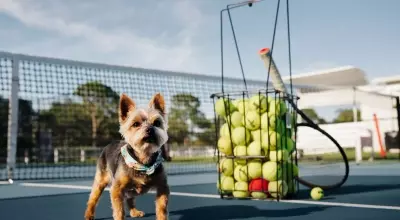 Serena Williams's Canine Companion: The Unbreakable Bond with Chip