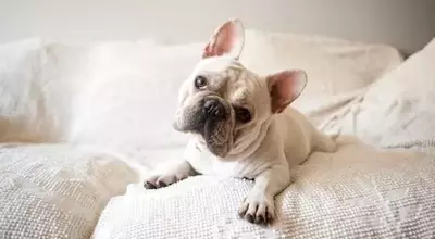 The Enigmatic Head Tilt: Unraveling Your Dog's Adorable Gesture