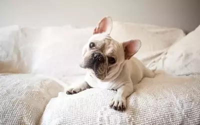 The Enigmatic Head Tilt: Unraveling Your Dog's Adorable Gesture