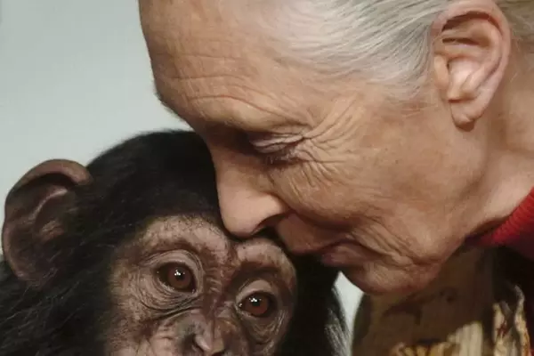 Jane Goodall's Legacy: Unveiling Humanity's Connection to the Animal Kingdom