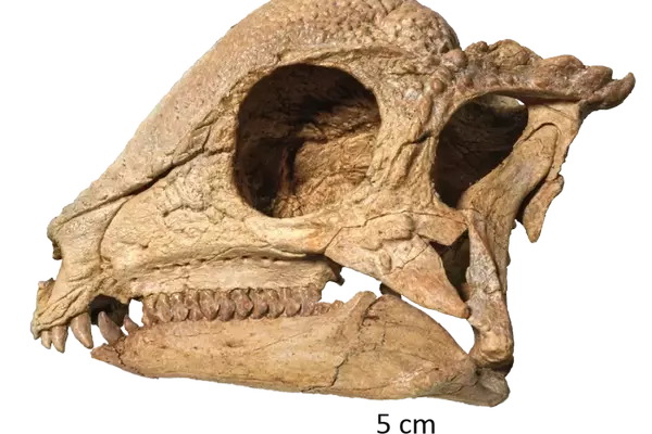 The Remarkable Discovery of Zavacephale Rinpoche: A New Perspective on Dome-Headed Dinosaurs