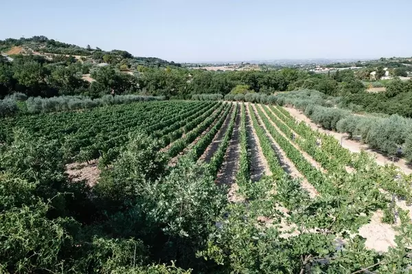 A Journey Through Sicily's Ragusa Province: Wine, Culture, and Culinary Delights