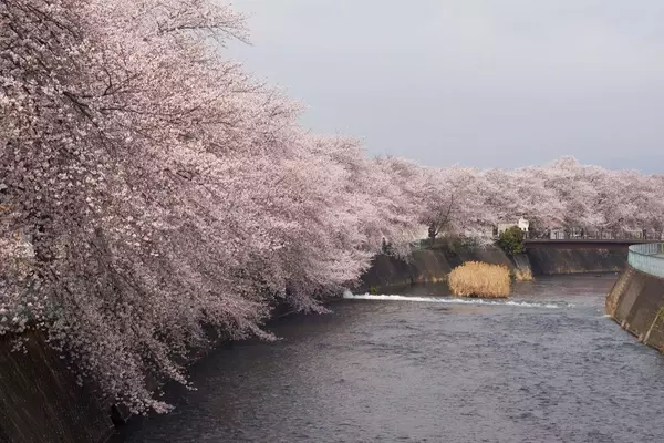The Ephemeral Splendor of Cherry Blossoms: A Global Photographic Journey