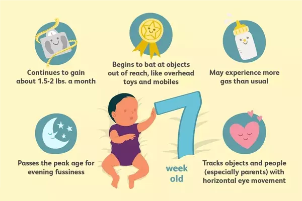 Navigating the 7th Week: Your Baby's Journey of Growth and Discovery