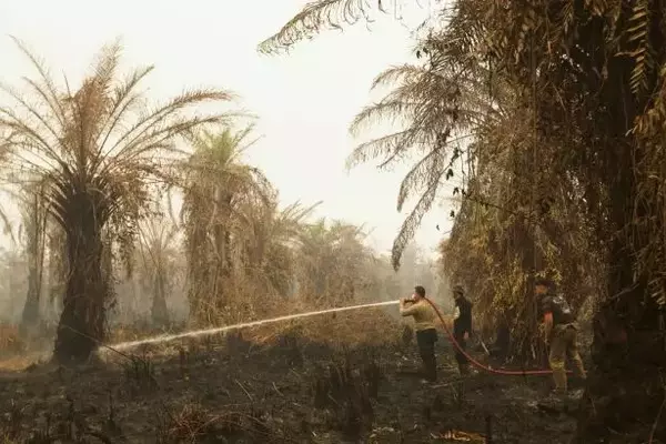Indonesia Grapples with Severe Forest Fires and Haze Crisis