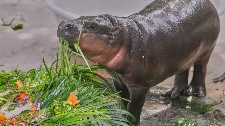 Moo Deng, the Pygmy Hippo, Celebrates First Birthday with Global Fanfare