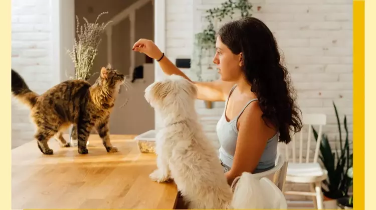 The 'Cat vs. Dog' Parenting Approach: Guiding Children Through Development