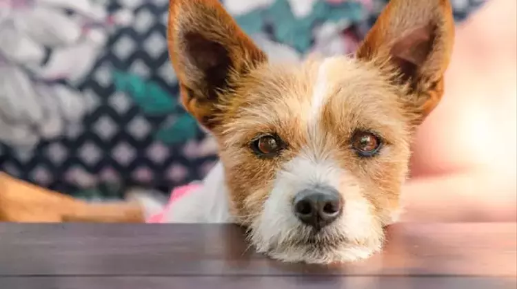 Decoding Your Dog's Sighs: What Experts Say About Canine Communication