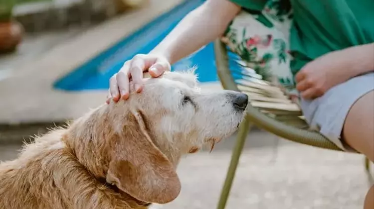 The Efficacy and Safety of Dry Shampoo for Canine Companions