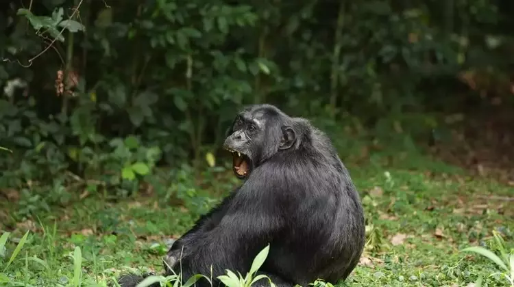 Chimpanzee's Diet of Fermented Fruit Offers Clues to Human Alcohol Affinity