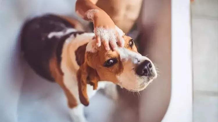 Spring Pet Care Essentials: A Comprehensive Guide to Your Pet's Hygiene