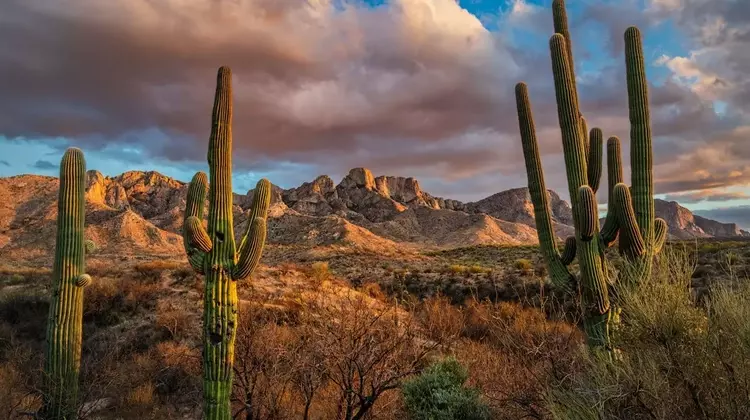 Tucson: The Southwest's Unsung Gem for Travelers