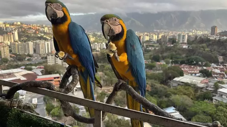 Caracas' Vibrant Macaws Face Habitat Loss Amid Urban Renewal