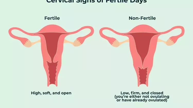 Understanding Your Cervix: A Guide to Self-Examination