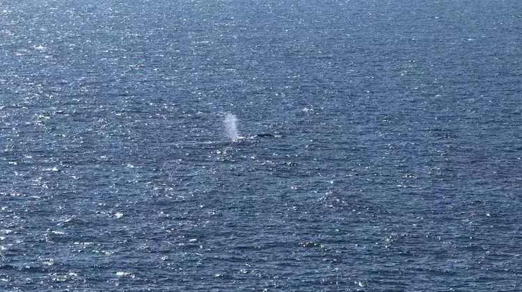 Timmy, the Humpback Whale, Returns to the Ocean After Weeks of Stranding