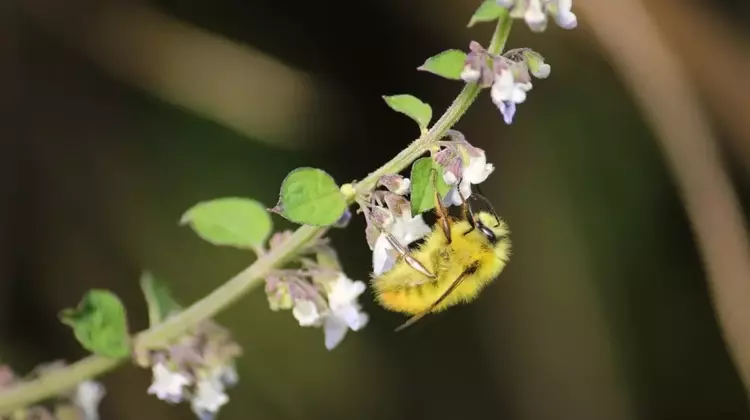 The Vital Role of Pollinators: Enhancing Human Health and Economic Stability