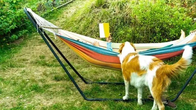 Summer Reading: Dog-Themed Books for All Ages
